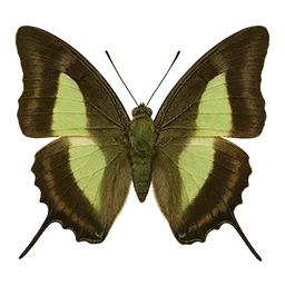 Nawab Butterfly