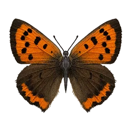 Spotted Lycaenid Butterfly