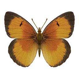 Sleepy Scarlet Butterfly