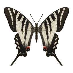 Zebra Swallowtail