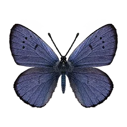 Blue Lycaenid Butterfly