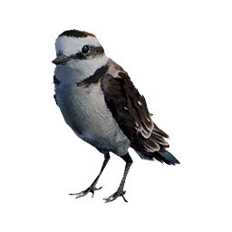 Kentish Plover
