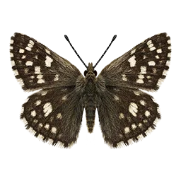 Grizzled Skipper Butterfly