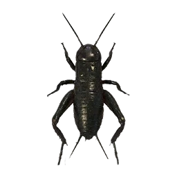 Camel Cricket