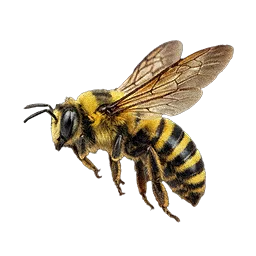 Honeybee