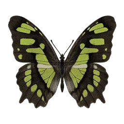 Malachite Butterfly