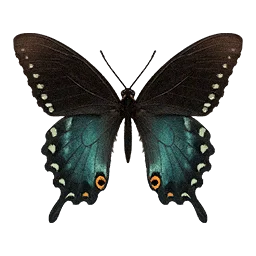 Spicebush Swallowtail Butterfly