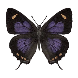 Violet Hairstreak Butterfly