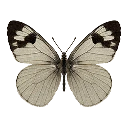 White Butterfly