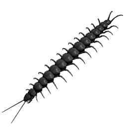 Black Centipede