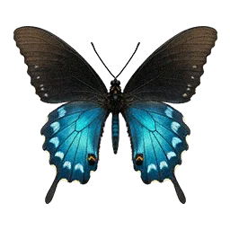 Pipevine Swallowtail Butterfly