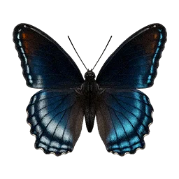 Red-spotted Purple Butterfly