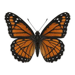 Commander Butterfly