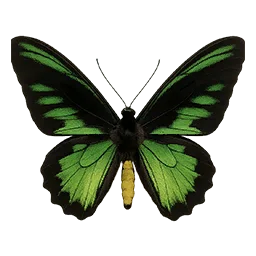 Green Birdwing Butterfly