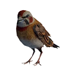 Meadow Bunting