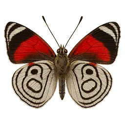 Eighty-eight Butterfly