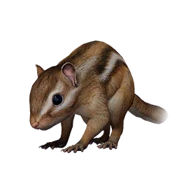 Chipmunk