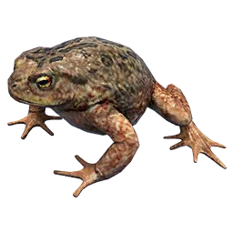 Toad