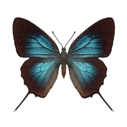 Great Purple Hairstreak Butterfly