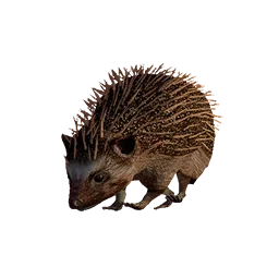 Baby Hedgehog