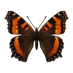 Flame-Bordered Butterfly