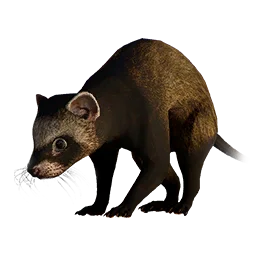 Meerkat