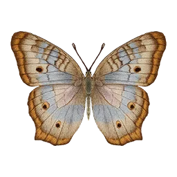 White Peacock Butterfly