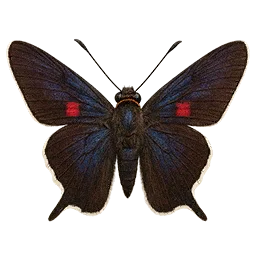 Guava Skipper Butterfly