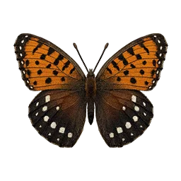 Regal Fritillary Butterfly