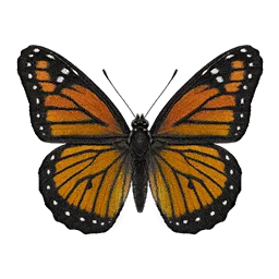 Monarch Butterfly