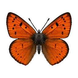 Red Lycaenid Butterfly