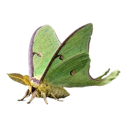 Wild Silkworm Moth