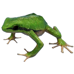 Tree Frog