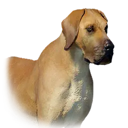Brown Dog