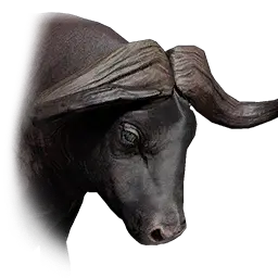 Buffalo