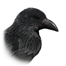 Crow