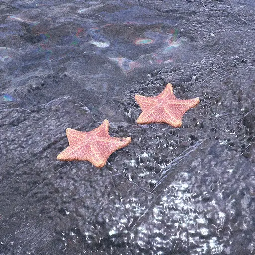 Starfish