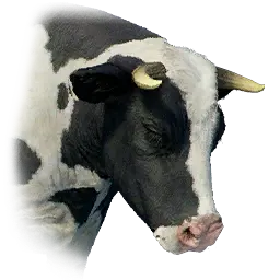 Wild Bull