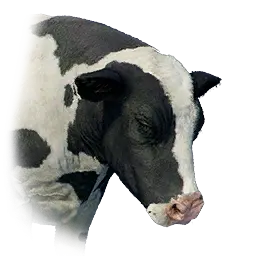 Wild Dairy Cow