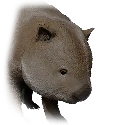 Wombat