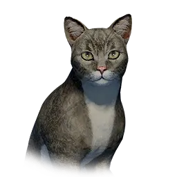 Ashen Cat
