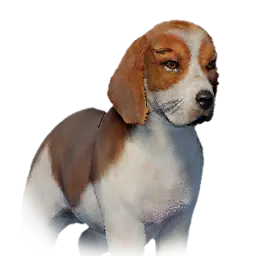 Beagle