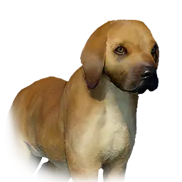 Boarhound Puppy
