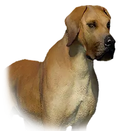 Boarhound