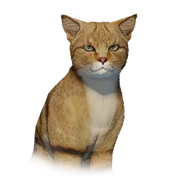Desert Cat