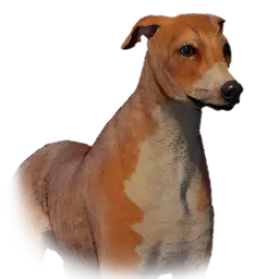 Greyhound