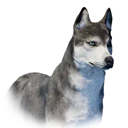 Husky pet portrait in Crimson Desert