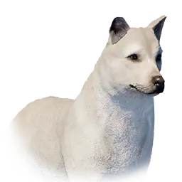 Jindo
