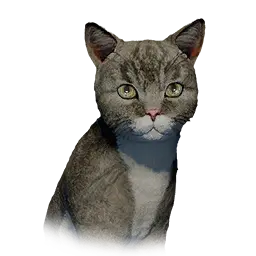 Kitten