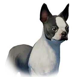 Pointy-Eared Bulldog